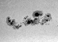 The Largest Sunspot Group (noao0114)f
