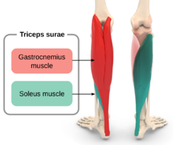 Triceps surae.svg