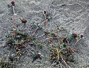 Trifoliummacraei.jpg