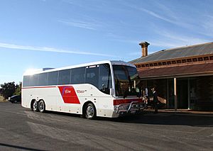 Trotters coach VLine livery