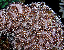 Tunicate colony Nick Hobgood
