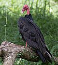 Turkey Vulture Perched.jpg