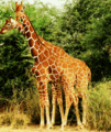 Two Giraffes