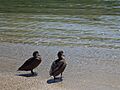 Two ducks in the galapagos islands - santa cruz, ecuador