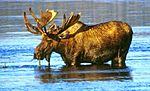 Wading moose.jpg