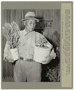 Walter T. Watanabe examining two specimens of guayule