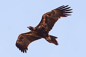 Wedge-tailed Eagle (Aquila audax) (8079586449)