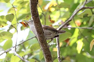 White-bellied wren Facts for Kids