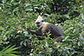 White-headed Lutung imported from iNaturalist photo 331644860 on 22 February 2024
