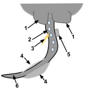 Wikipedia Project Anatomy Of Stingray Tail