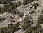 about 10 horses grazing on a hill covered with sage and juniper