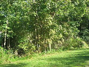 Woods with the Spruce Run Earthworks