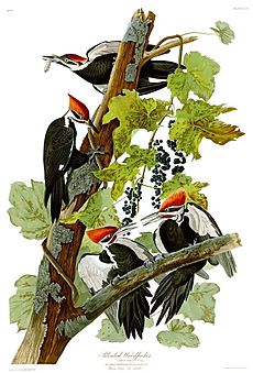 111 Pileated Woodpecker, b