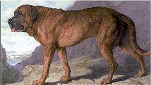 1815 Alpine Mastiff