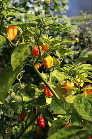 20171014 - Capsicum chinense Jacq. 'Habanero NuMex Suave Orange'