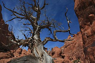 A288, Arches National Park, Fiery Furnace, 2008