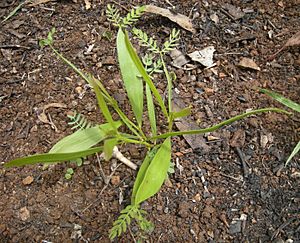 Acacia facsiculifera seedling