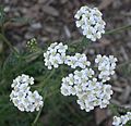 Achillea millefolium capitula 2002-11-18