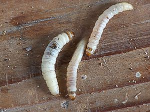 Achroia grisella caterpillars kleine wasmot rupsen (1)