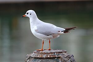 Annecy's Lake - 20111229 - Larus ridibundus 01.JPG