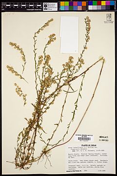 BRIT560693 Aster lateriflorus var. flagellaris Shinners Herbarium Specimen