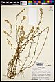 BRIT560693 Aster lateriflorus var. flagellaris Shinners Herbarium Specimen
