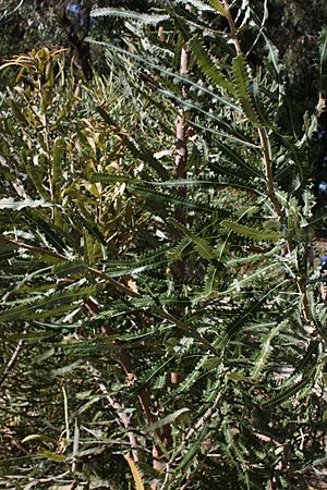 Banksia menziesii x prionotes foliage