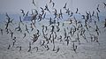 Bar-tailed Godwits (8592998386)
