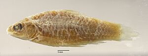 Barbus ablabes RMNH 2466 47mmSL L