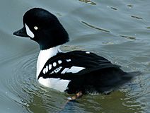 Barrows.goldeneye.male.010107.arp.jpg