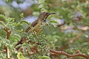 Beautiful sunbird (Cinnyris pulchellus pulchellus) juvenile
