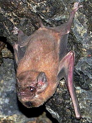 Black-bearded tomb bat (Taphozous melanopogon), male with prominent black beard 2.jpg
