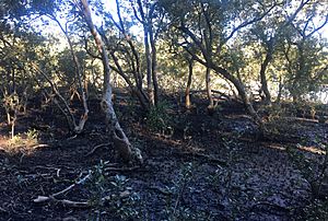 Black Mangrove (Aegiceras corniculatum)