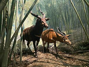 Bongo diorama at the AMNH African Mammal Hall