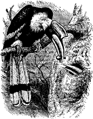 Britannica Hornbill Buceros bicornis