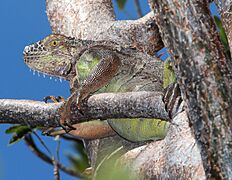 COMMON GREEN IGUANA (Iguana iguana) (3-9-13) key west tropical forest and botanical garden, key west, monroe co, fl -02 (8608346652)