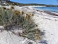 CSIRO ScienceImage 11319 Spinifex growing on beach Rottnest Island Western Australia