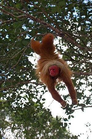 Cacajao calvus Amazonia