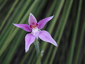 Caladenia latifolia - Flickr 003.jpg
