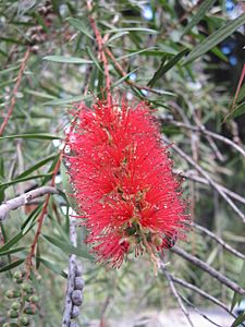 Callistemon pungens HRM2