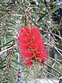Callistemon pungens HRM2