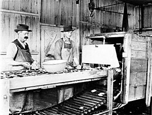 Cannery workers at the Sea Beach Packing Works, Copalis, Washington, 1915 (COBB 10)