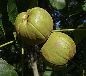 Carya laciniosa fruit