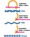 Central Dogma of Molecular Biochemistry with Enzymes