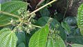 Clidemia hirta leaf and fruit