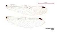 Cordulephya divergens female wings (35019420026)
