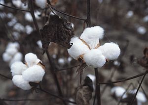 CottonPlant
