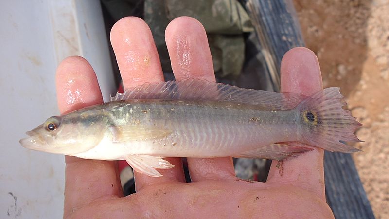 Crenicichla menezesi captive