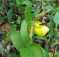 Cypripedium parviflorum pubescens
