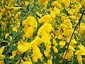 Cytisus scoparius by Danny S. - 001